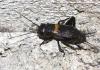 Gryllus campestris